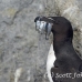 razorbill_msi_h_2740_can2127.jpg